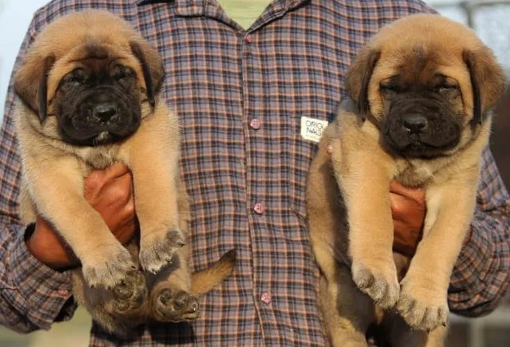 English Mastiff   Puppies   for sale in India