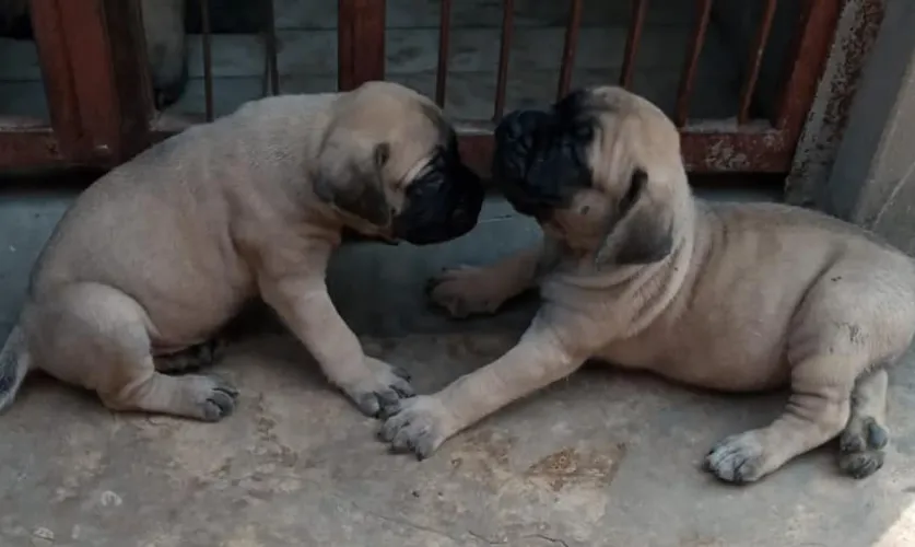English Mastiff  puppies  for sale in India