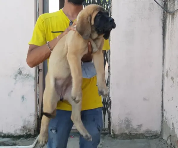 English Mastiff   Puppies   for sale in India