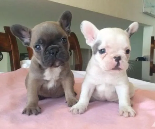 French Bulldog  puppies  for sale in India