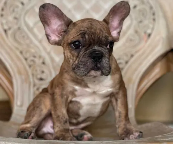 French Bulldog   Puppies   for sale in India
