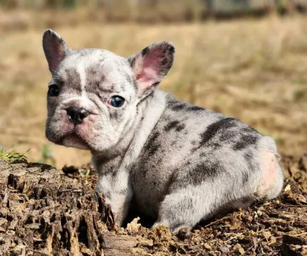 French Bulldog  puppies  for sale in India