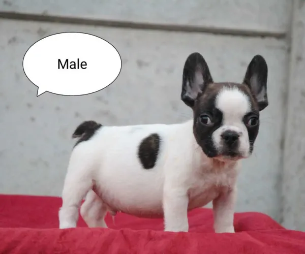 French Bulldog   Puppies   for sale in India