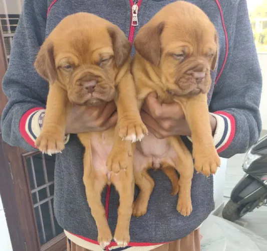 French Mastiff   Puppies   for sale in India