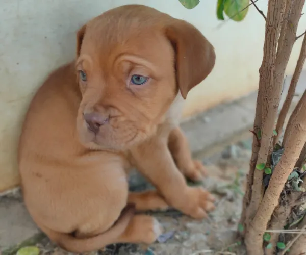 French Mastiff  puppies  for sale in India