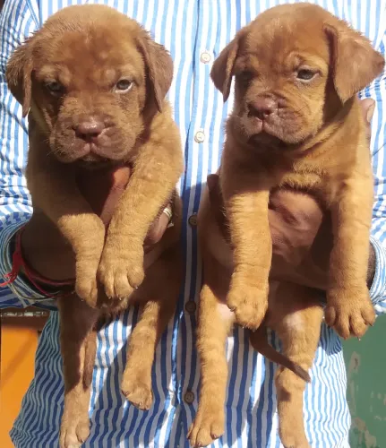 French Mastiff  puppies  for sale in India