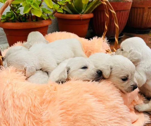 Golden Retriever   Puppies   for sale in India