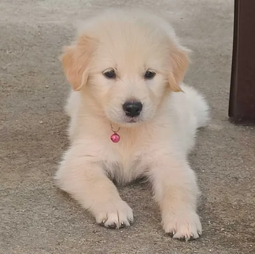 Golden Retriever  puppies  for sale in India