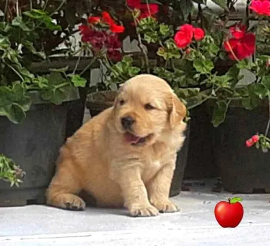 Golden Retriever   Puppies   for sale in India