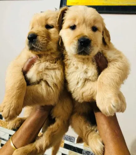 Golden Retriever  puppies  for sale in India