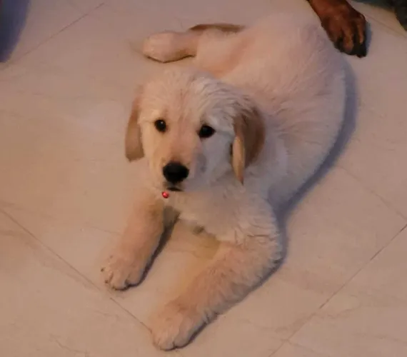Buy Golden Retriever puppy in India