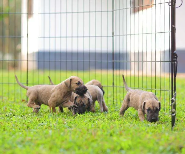 Great Dane   Puppies   for sale in India