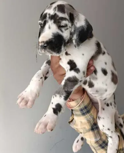 Great Dane  puppies  for sale in India