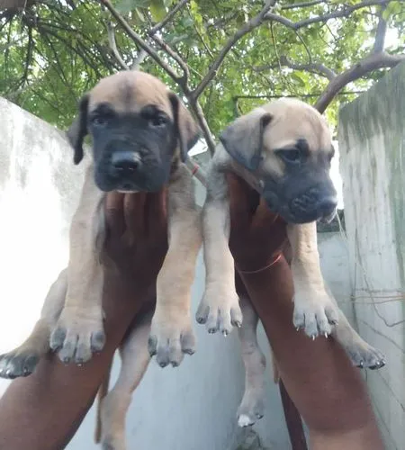 Great Dane  puppies  for sale in India
