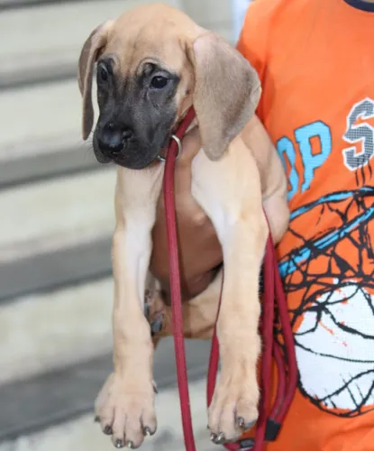 Great Dane   Puppies   for sale in India