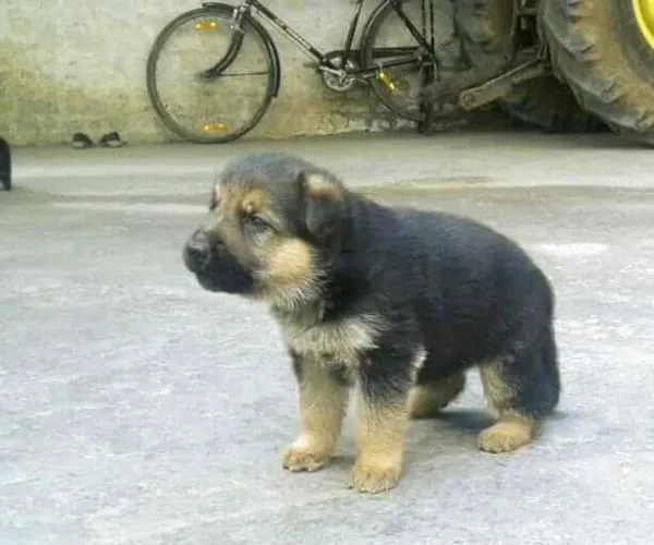 German Shepherd   Puppies   for sale in India
