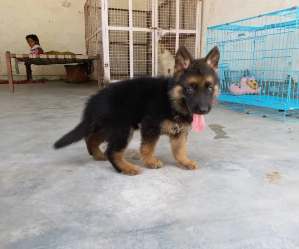 German Shepherd   Puppies   for sale in India
