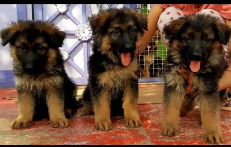 German Shepherd  puppies  for sale in India