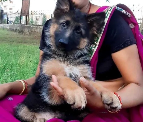German Shepherd  puppies  for sale in India