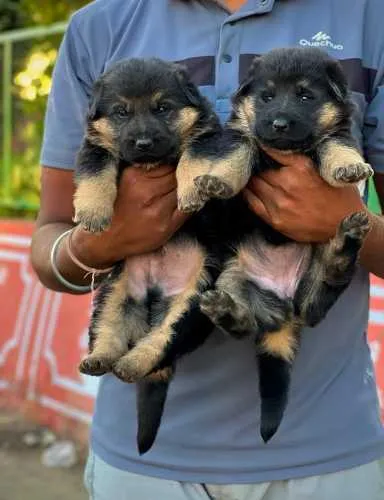 Buy German Shepherd puppy in India