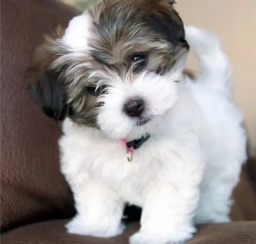Havanese   Puppies   for sale in India