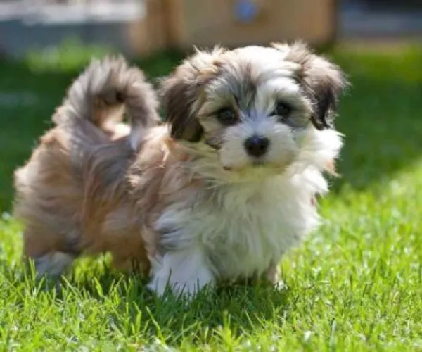 Havanese  puppies  for sale in India