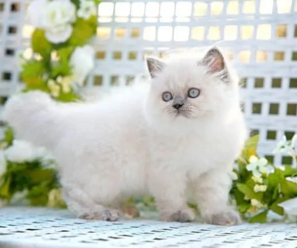Himalayan  kittens  for sale in India