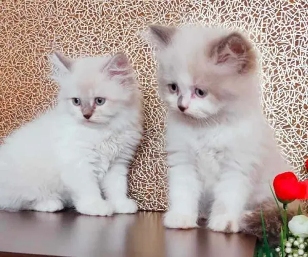 Himalayan  kittens  for sale in India