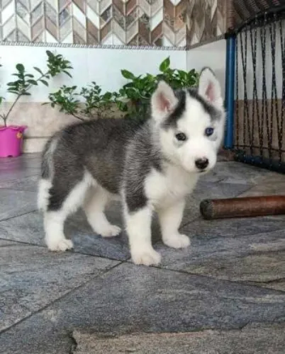 Siberian Husky   Puppies   for sale in India