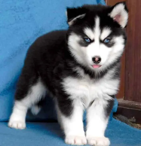 Siberian Husky  puppies  for sale in India