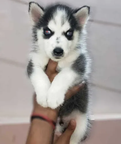 Siberian Husky  puppies  for sale in India