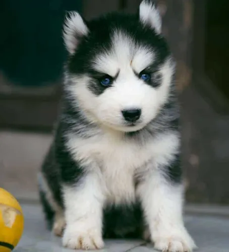 Siberian Husky   Puppies   for sale in India