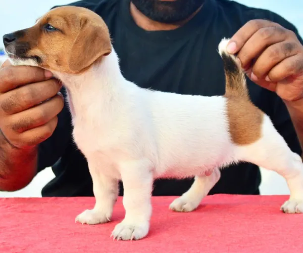 Jack Russell Terrier  puppies  for sale in India