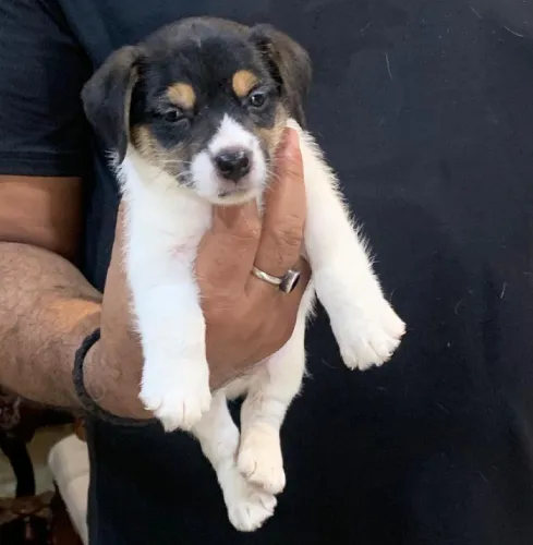 Jack Russell Terrier   Puppies   for sale in India
