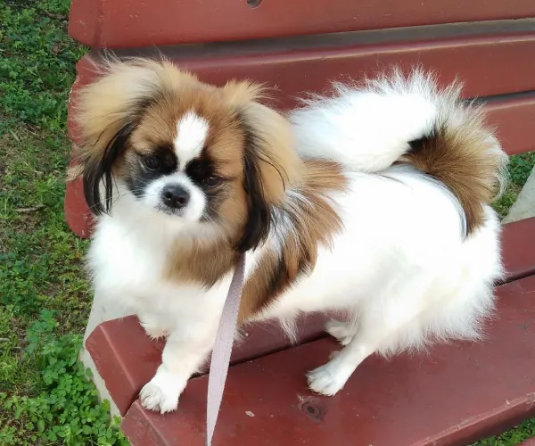 Japanese Chin   Puppies   for sale in India