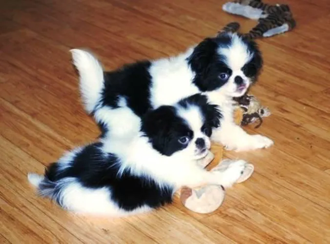 Japanese Chin  puppies  for sale in India