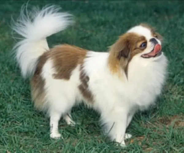 Japanese Chin  puppies  for sale in India