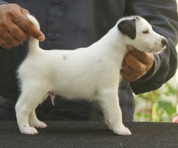 Japanese Terrier  puppies  for sale in India
