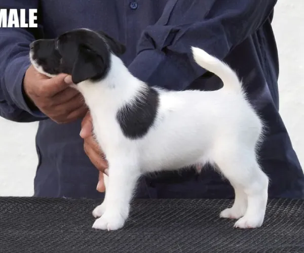 Japanese Terrier   Puppies   for sale in India