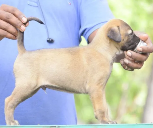 Kombai   Puppies   for sale in India