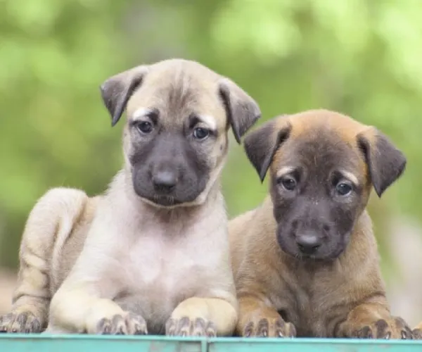 Kombai  puppies  for sale in India