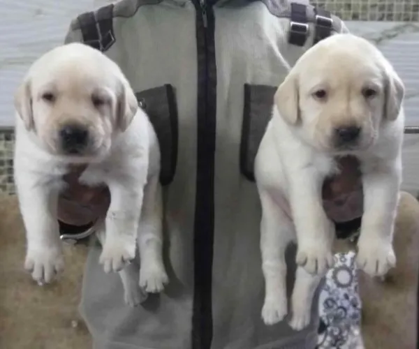 Labrador Retriever  puppies  for sale in India