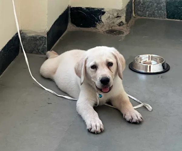 Labrador Retriever   Puppies   for sale in India