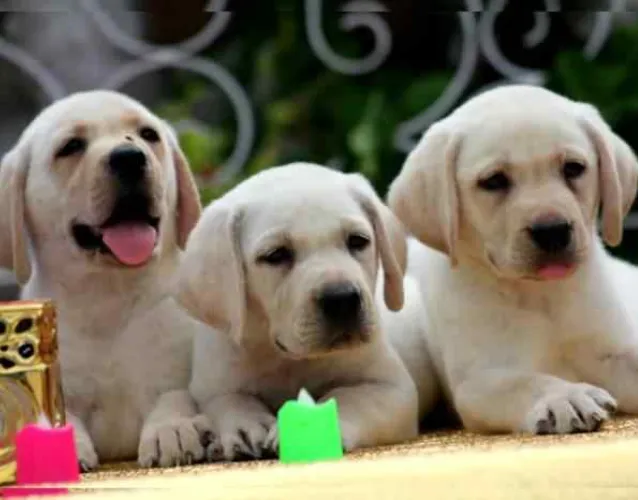Labrador Retriever   Puppies   for sale in India