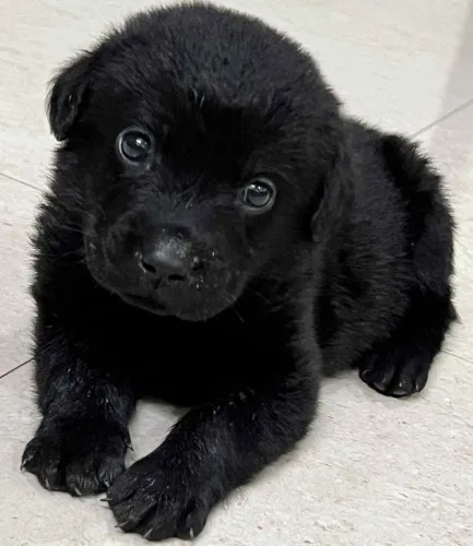 Buy Labrador Retriever puppy in India
