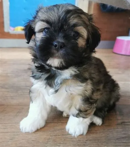 Lhasa Apso   Puppies   for sale in India