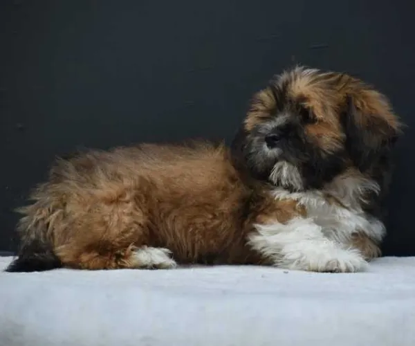 Lhasa Apso   Puppies   for sale in India