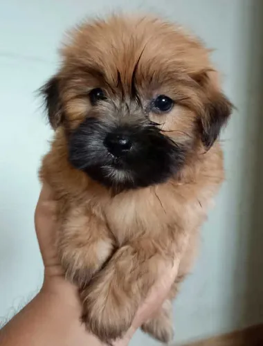 Lhasa Apso  puppies  for sale in India