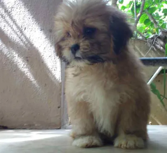 Lhasa Apso  puppies  for sale in India