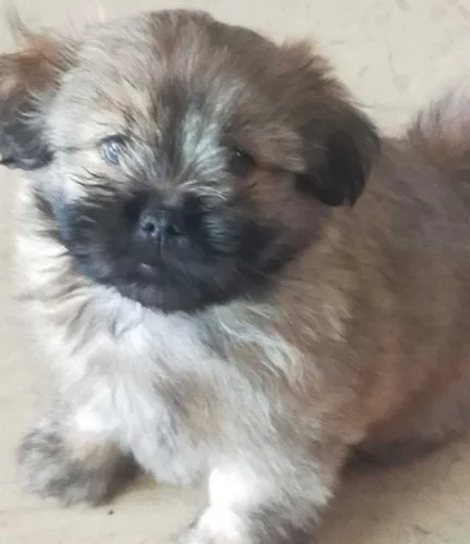 Buy Lhasa Apso puppy in India